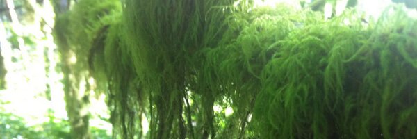 wolvesmouth Profile Banner