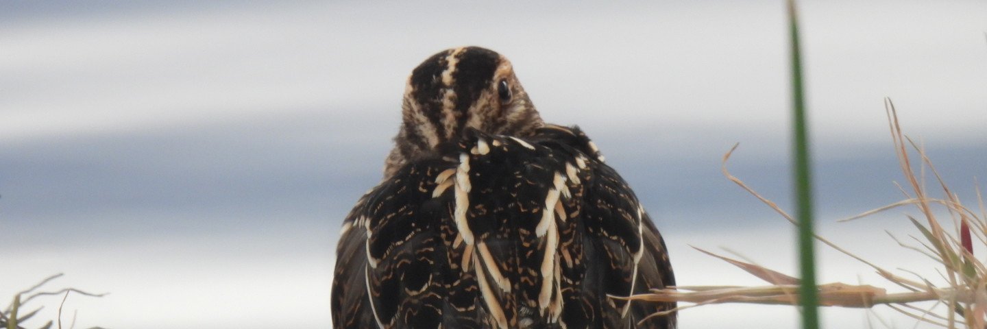 Looking for Birds banner
