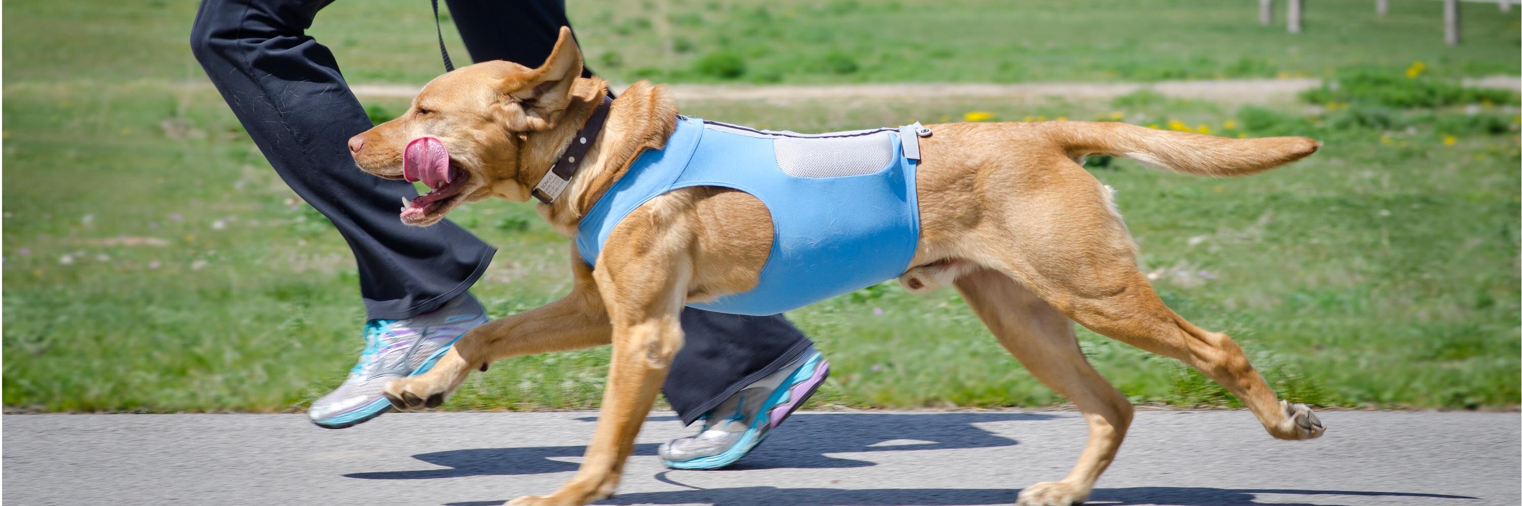 DogTread's profile banner image