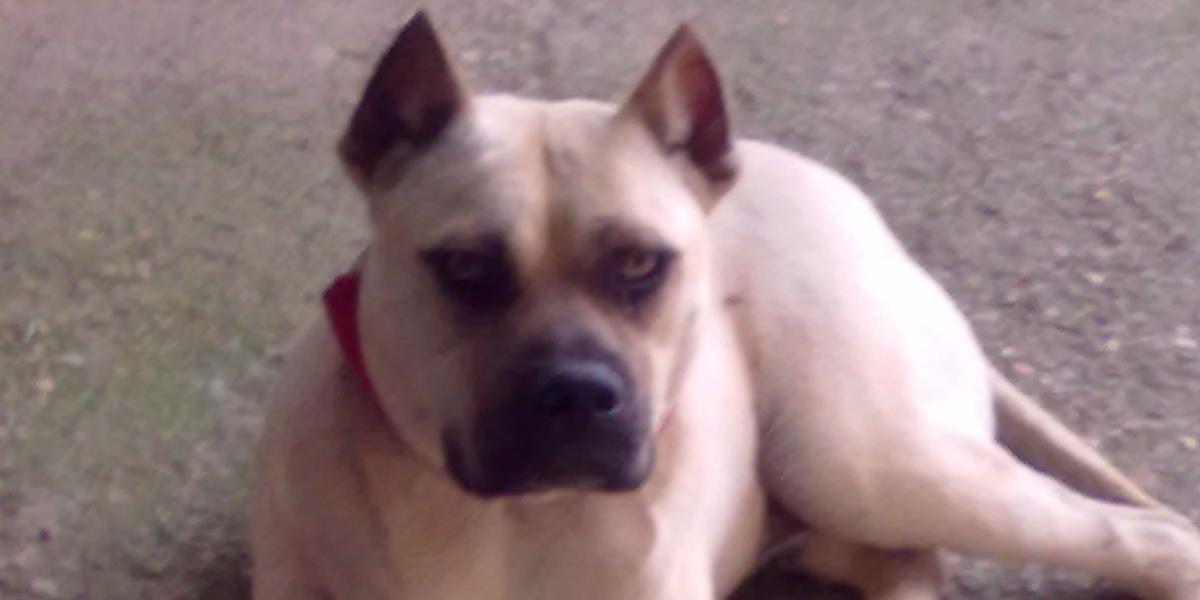 Juanperezsantana banner