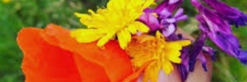 FurioElena's profile banner image
