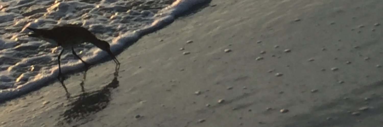BeachTrisha's profile banner image
