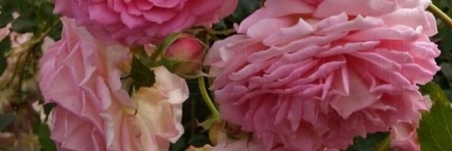 ♡ربي رضاگ والجنه♡ banner
