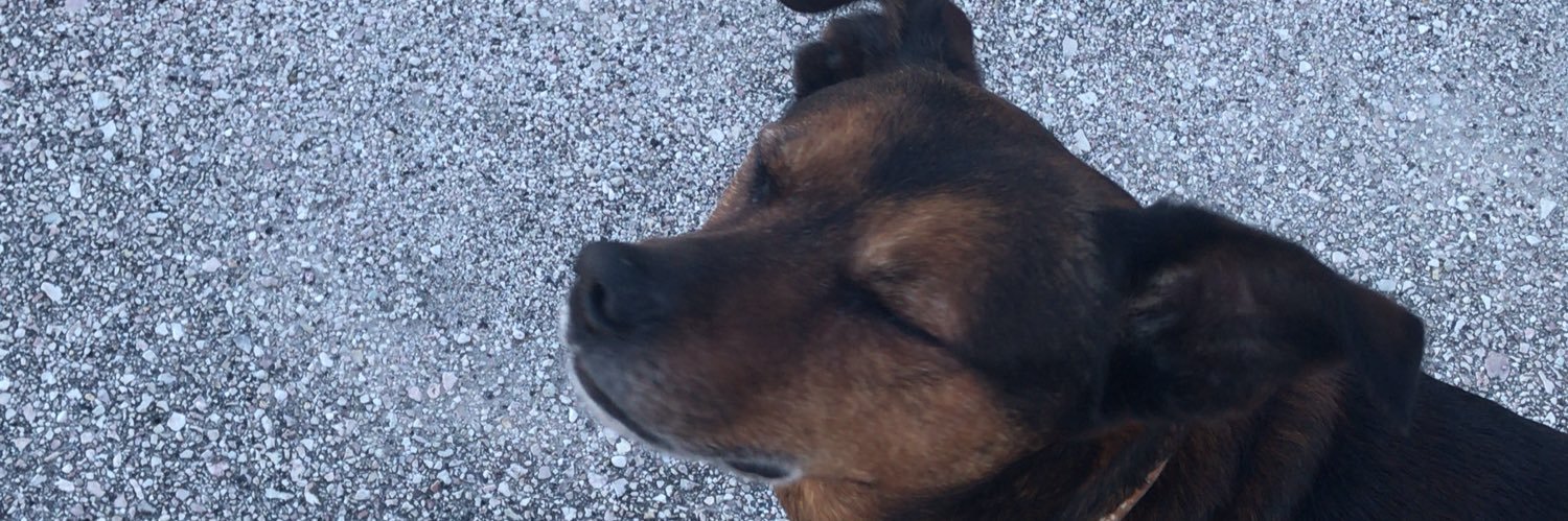 mateupinyarigo's profile banner image
