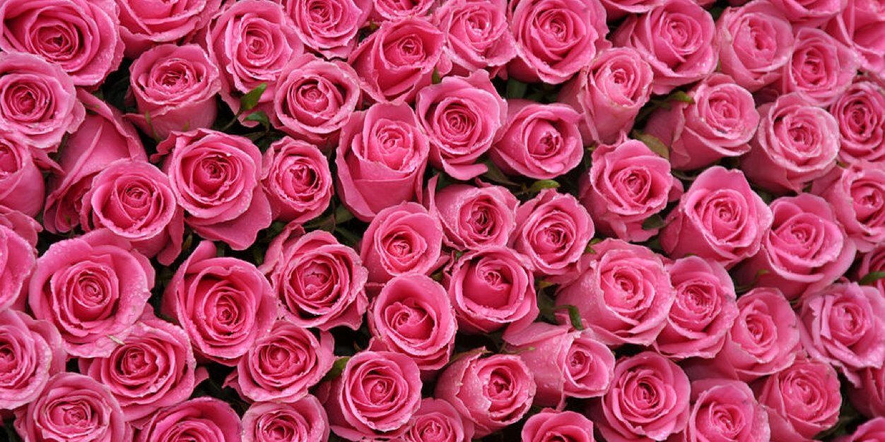 SamanthaSLSmith's profile banner image