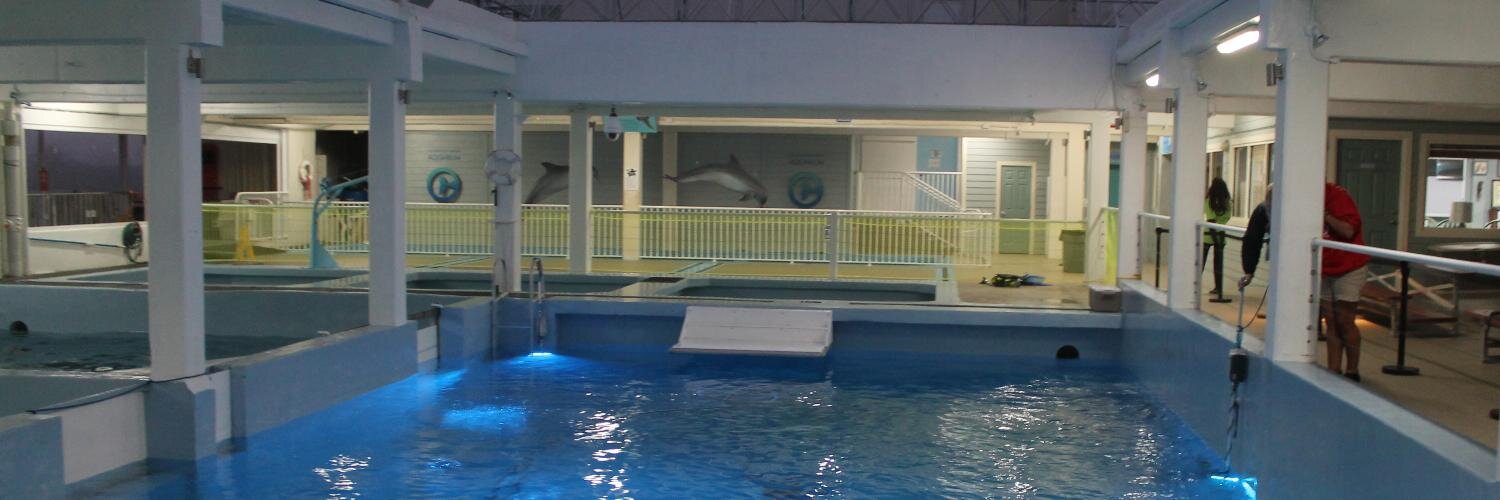 DolphinTale_2's profile banner image