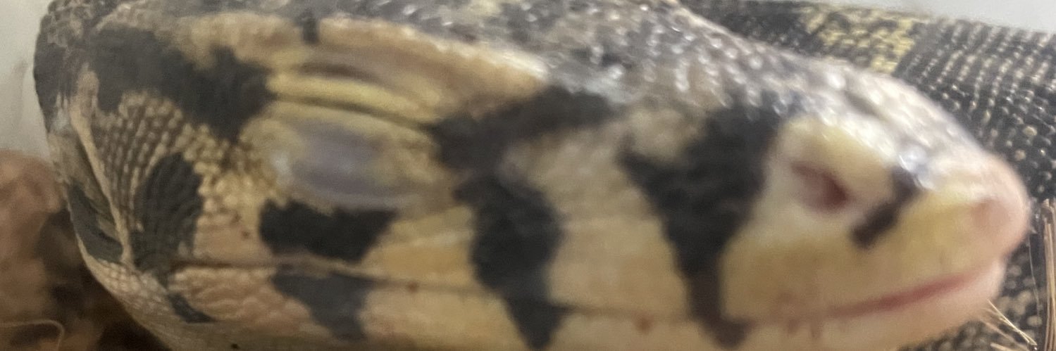赤い橋本レッドマンsp.酒粕🦔ྀི🦎🐍🕷 banner