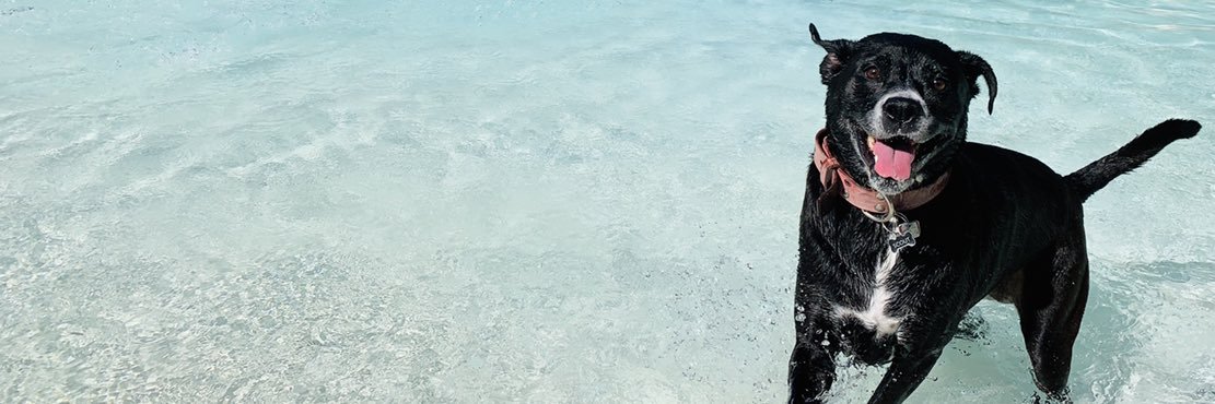 Tom Boneahawk banner