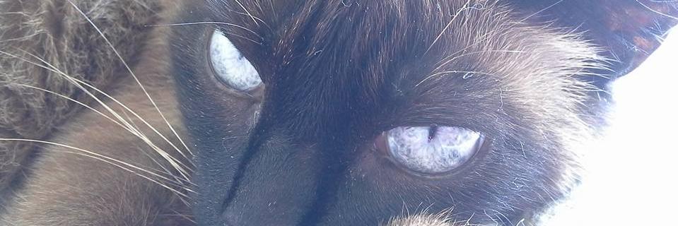 CatWisdomBigFan banner