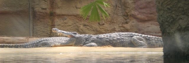 KattheCroc's profile banner image
