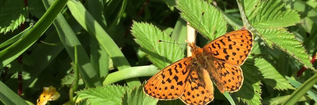 BC Devon Branch banner