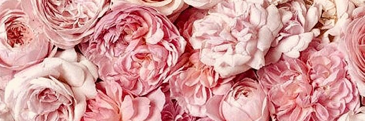harrietcarter's profile banner image