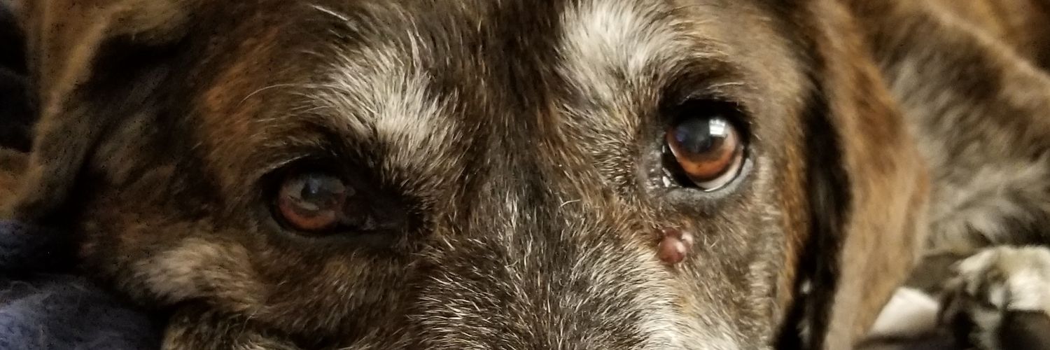 Billy_Parrott's profile banner image