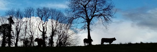 LadyHaywire Profile Banner
