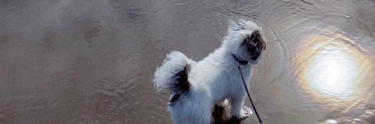 xxallisonlee's profile banner image