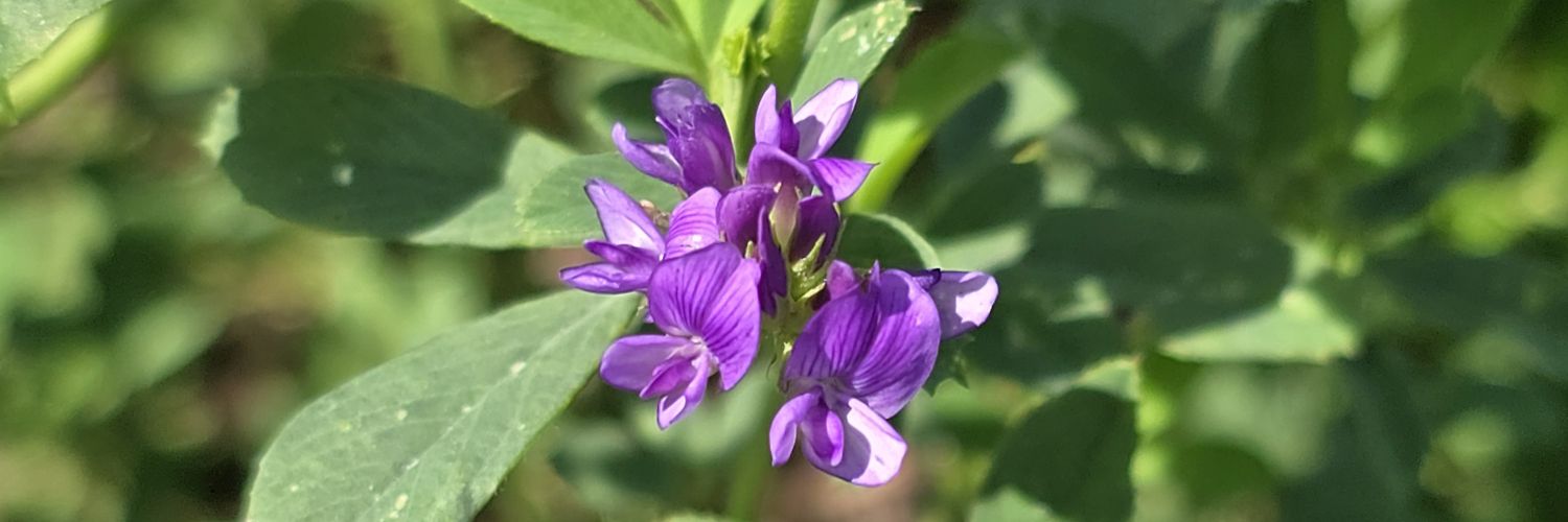 Melisa Defagot banner