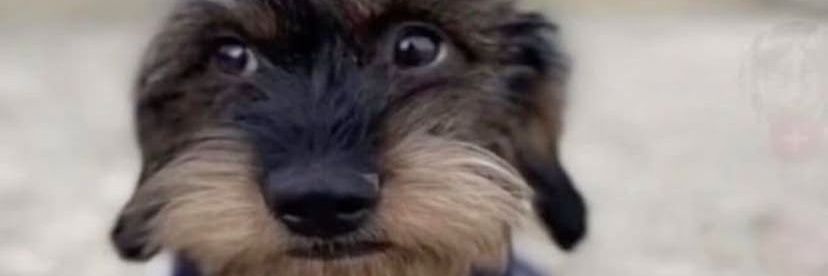 RaphaelDeSous10's profile banner image