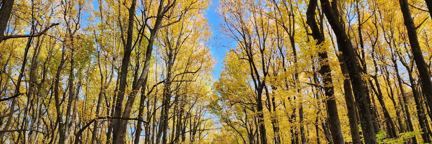 Curtis Miller banner