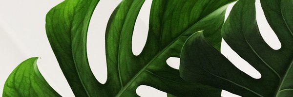 AngelaSernaM Profile Banner