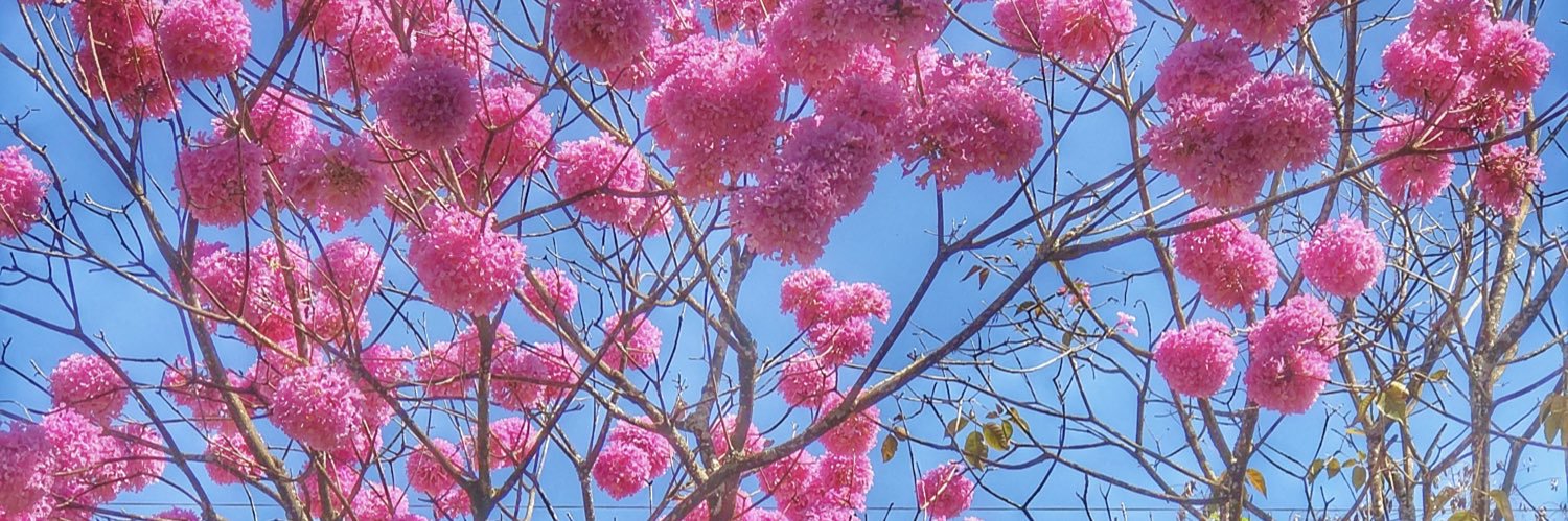 sandrosarti's profile banner image