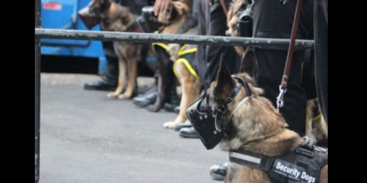 SecurityDogs banner