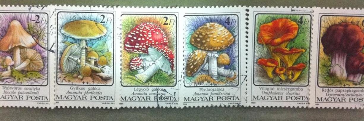 Piroska🇭🇺 banner