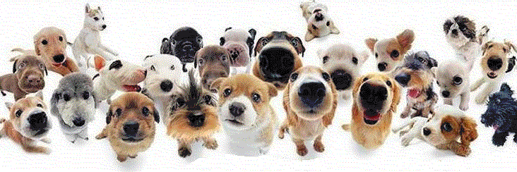 DePataDPerro's profile banner image