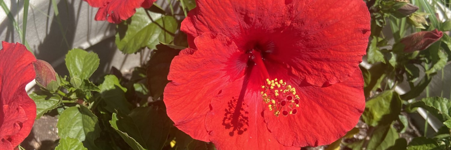 Mayamanni's profile banner image