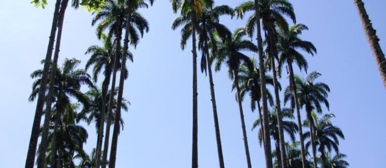 Pitangabiaa's profile banner image