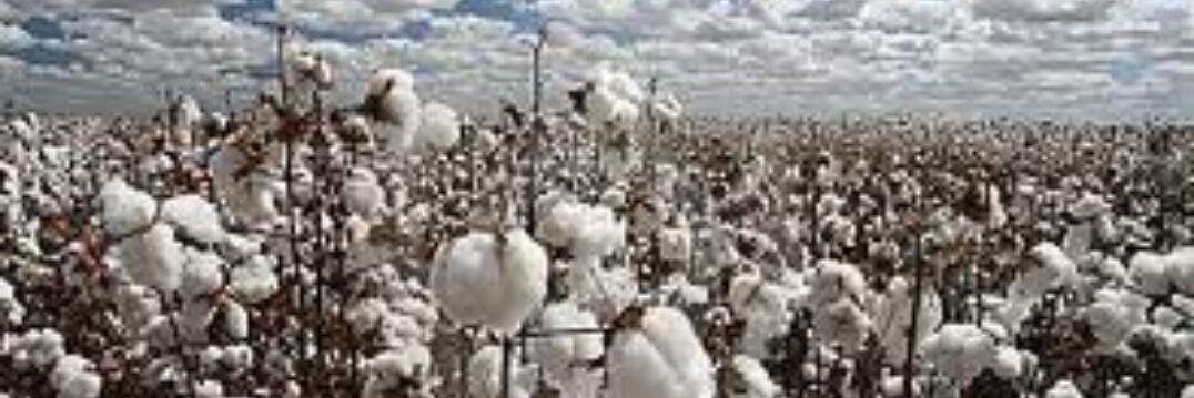 Lucinda Givens banner