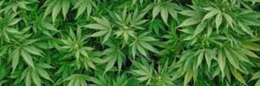 cannabisinv's profile banner image