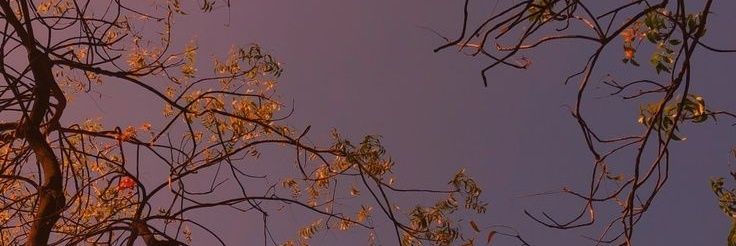 AliceEdelman's profile banner image