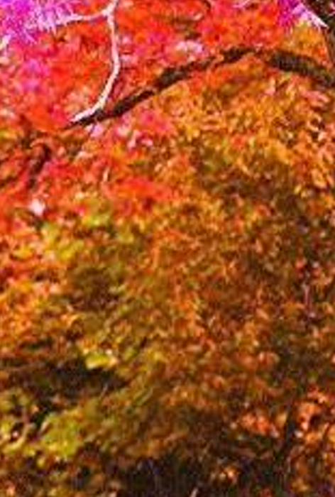 La_Zulee's profile banner image
