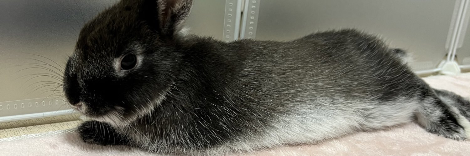 betchamammy's profile banner image