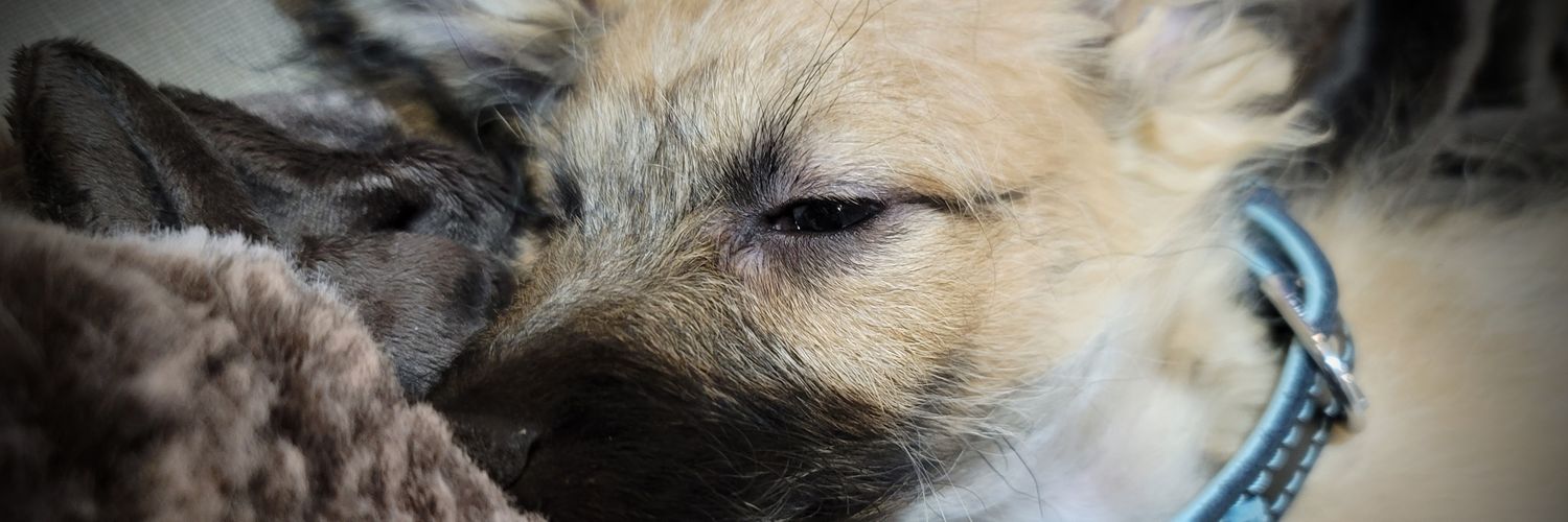 mayangyang09's profile banner image