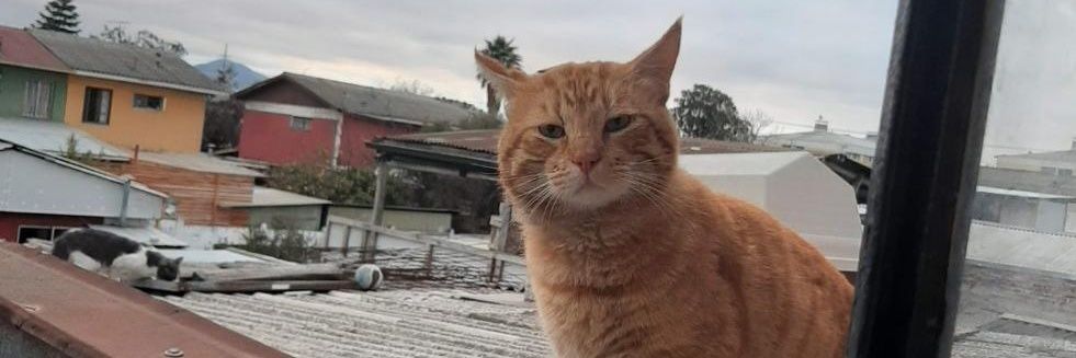 =^.^= Ping =^.^= banner