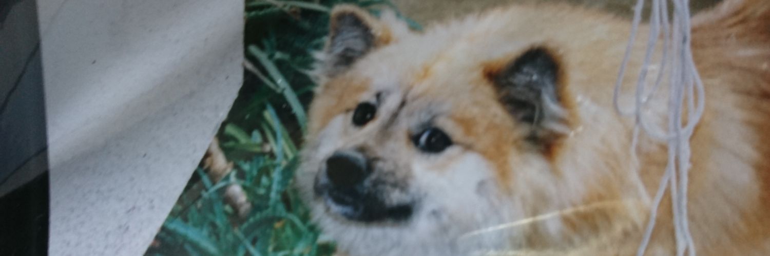 morigon321's profile banner image