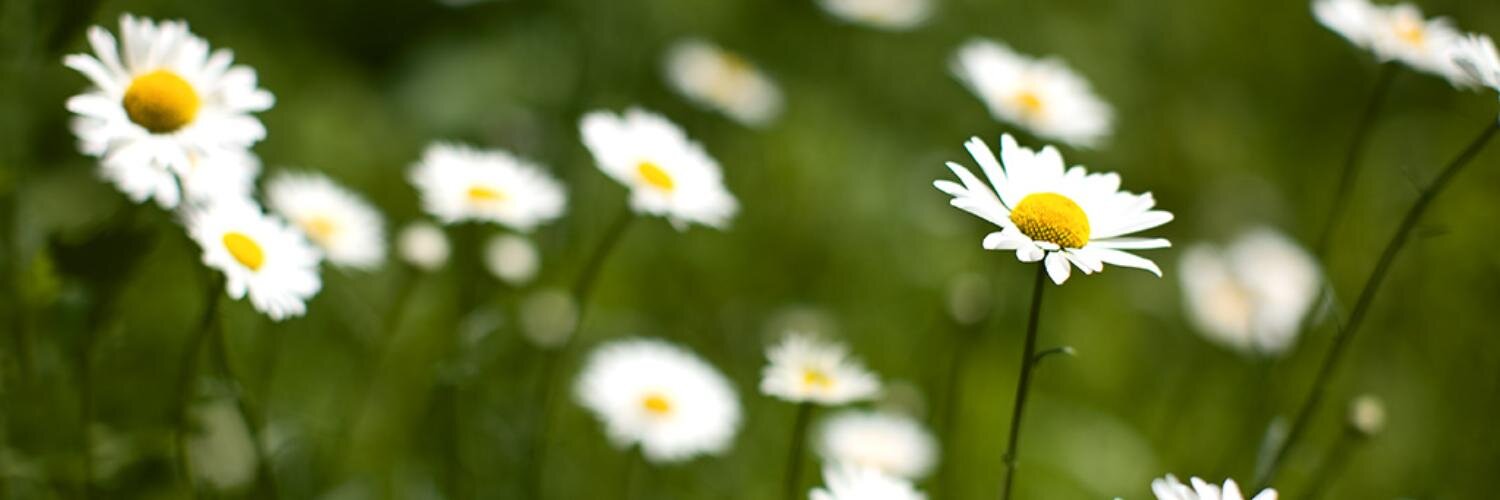BeeFacts_'s profile banner image