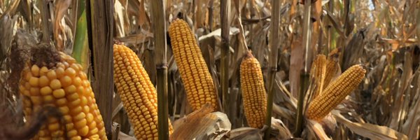 ToddClaussen Profile Banner