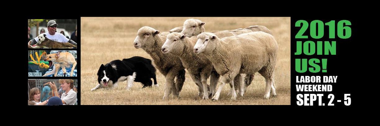 sheepdogtrial's profile banner image