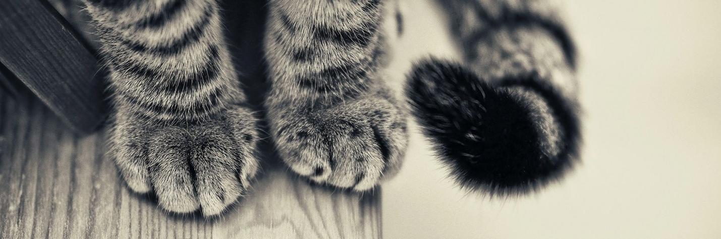 Rachelle Elizabeth banner