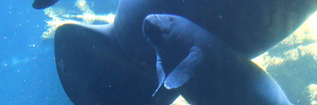 StingrayTom3000's profile banner image