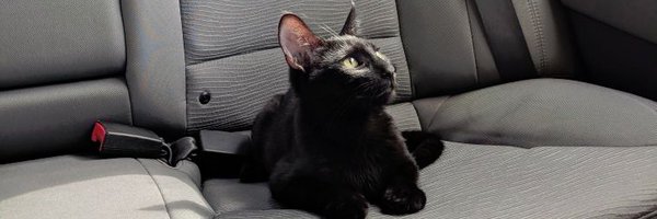 randomnessncats Profile Banner