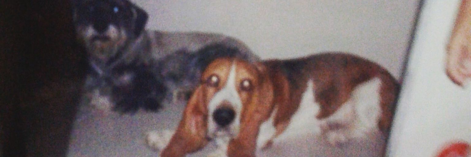 AleeRodriguez00's profile banner image