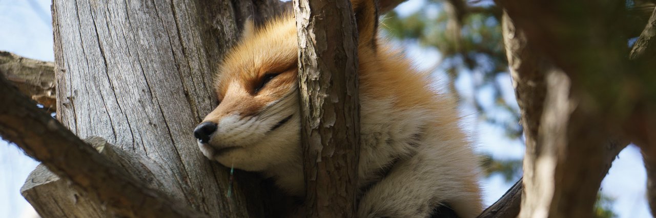 64bitfox's profile banner image