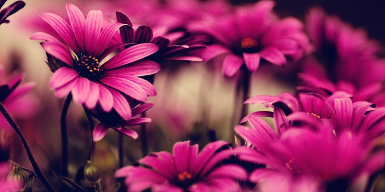 _heidimiranda's profile banner image