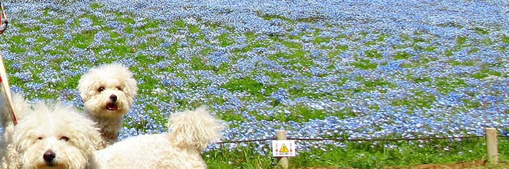 withBichonFrise's profile banner image