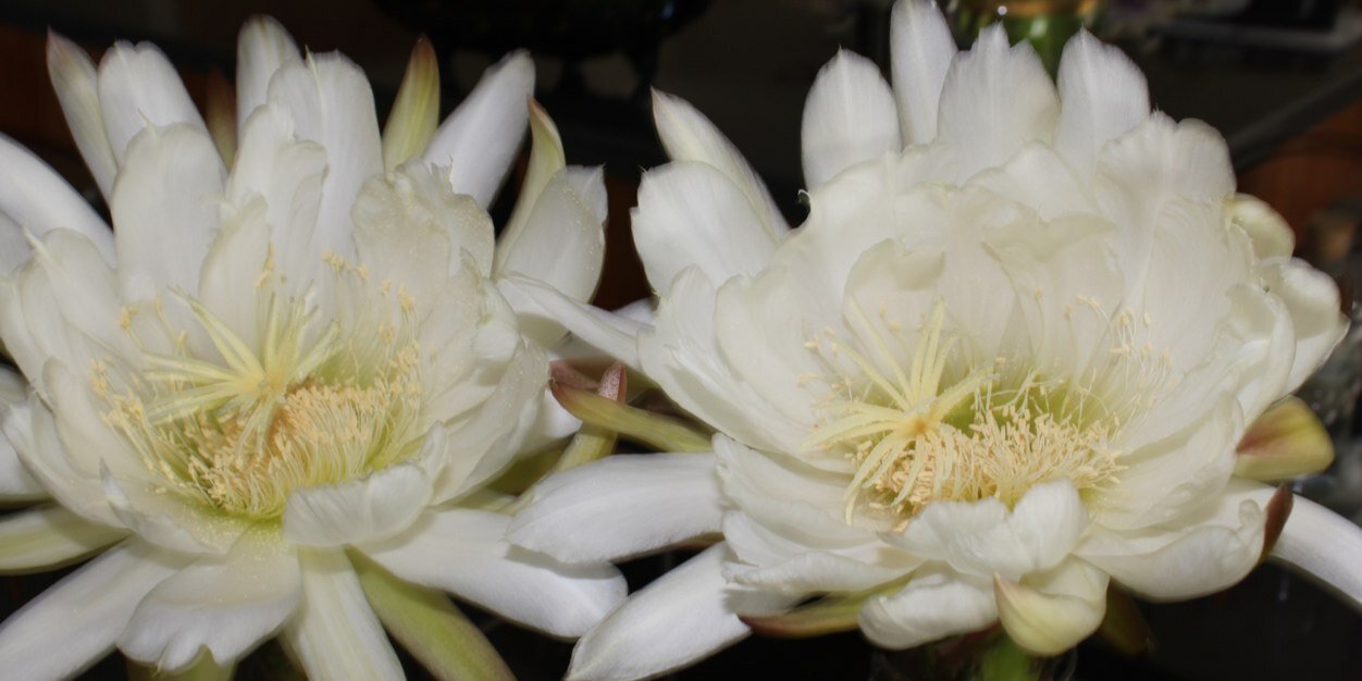 Vye One 🇨🇦🇺🇦 banner