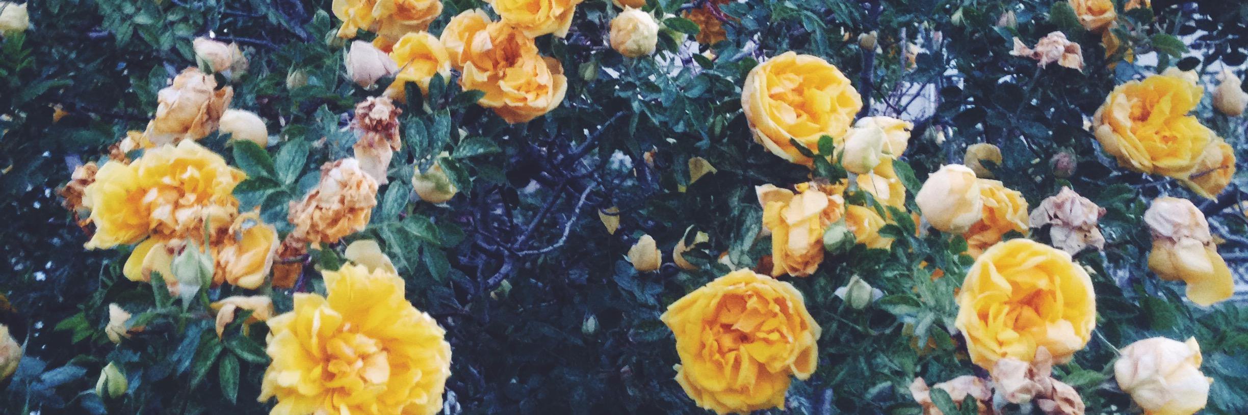 jessrandelll's profile banner image