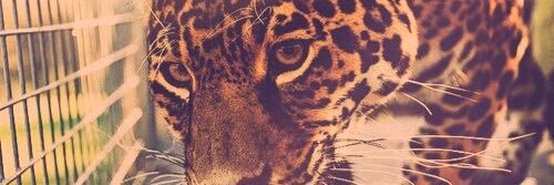 Juicemanskyler's profile banner image